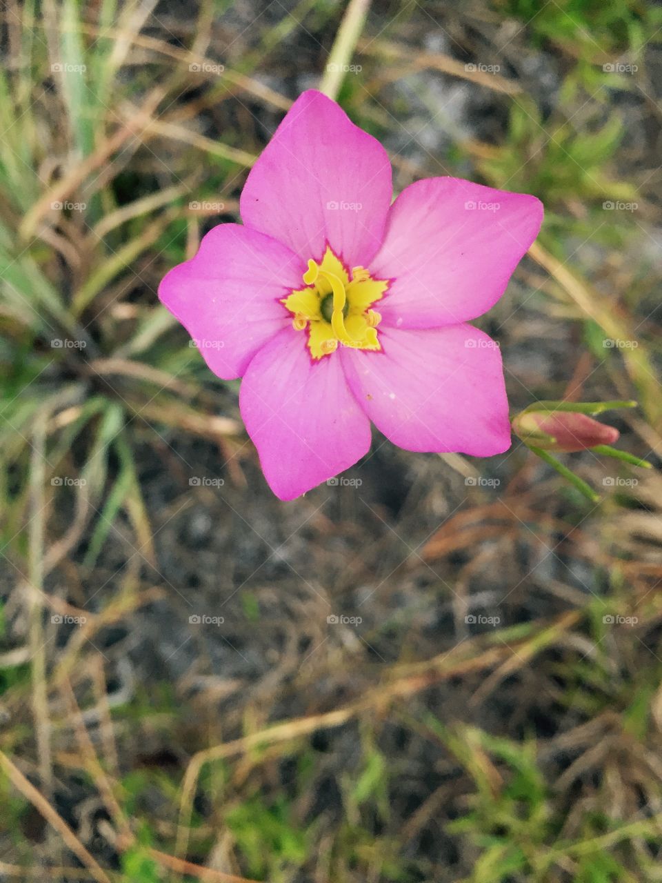Pink flower. Pink flower
