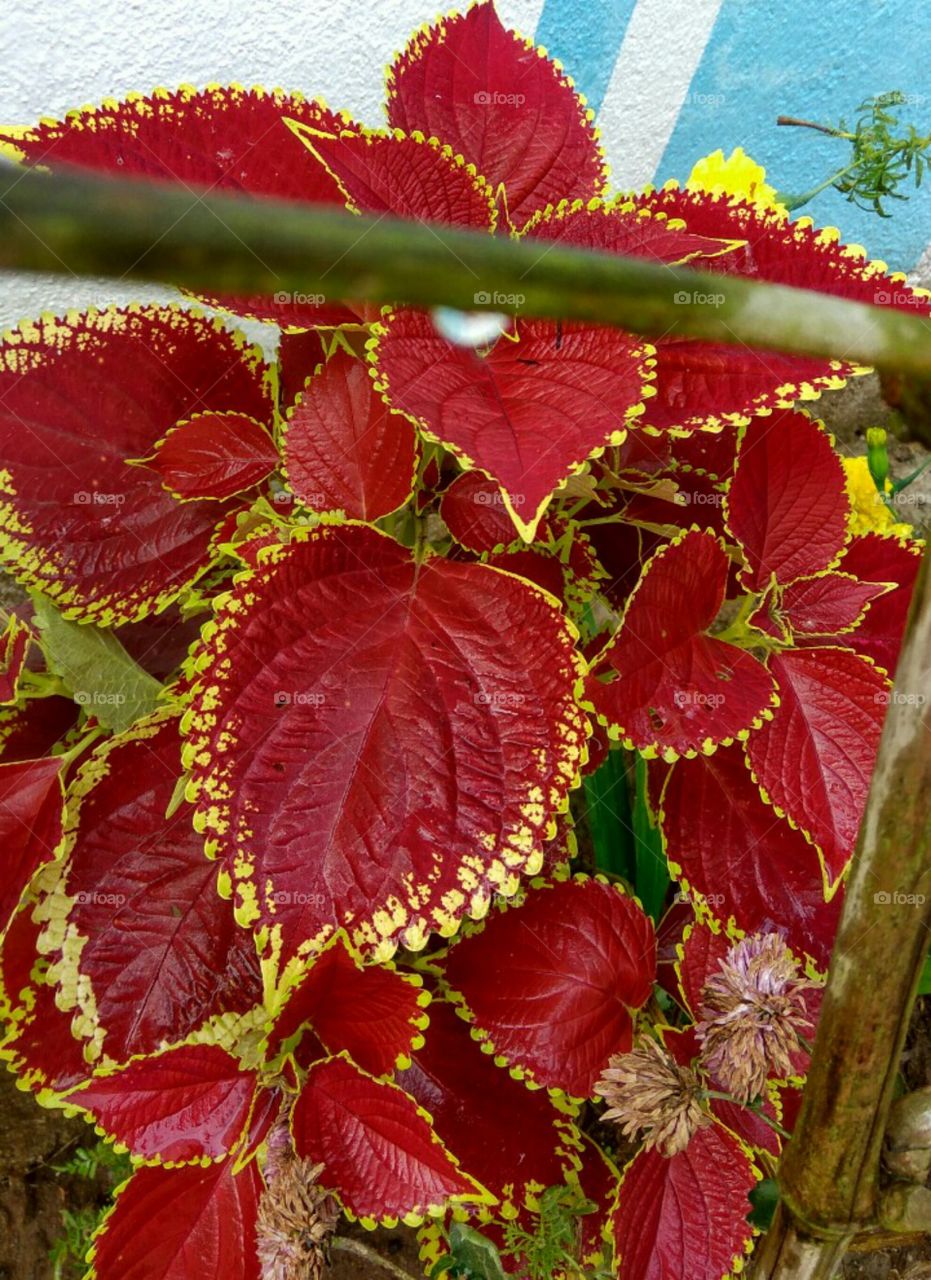 Red leaves... Nature at its best...