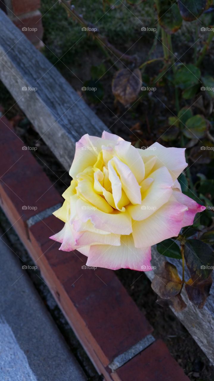 Delicate Rose . yellow and pink rose 