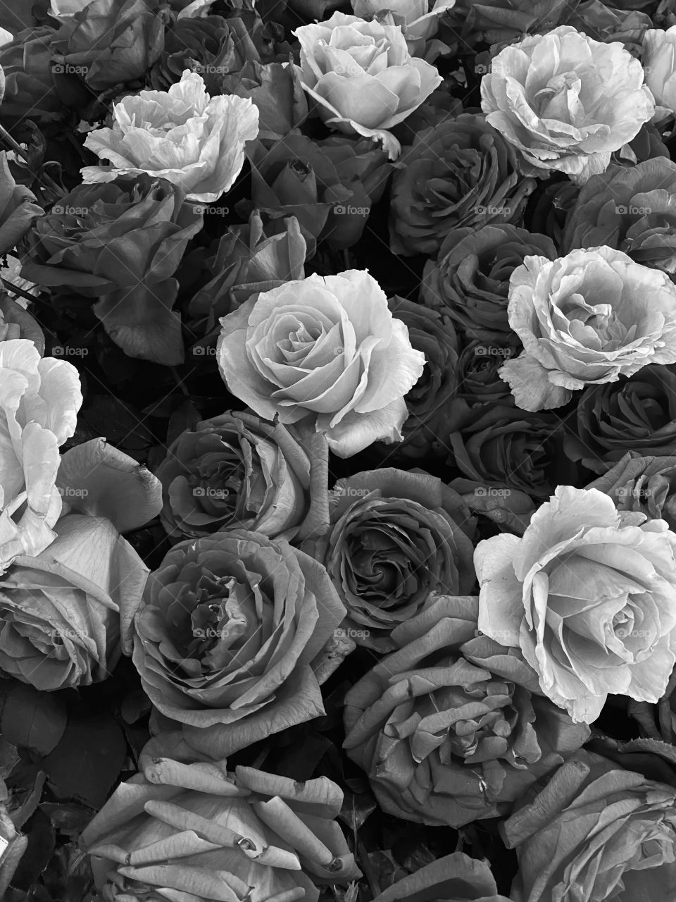 Black and white roses