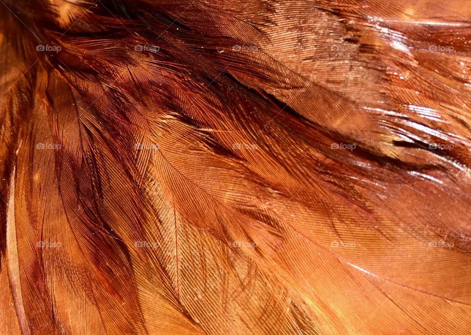Feathers for autumn colour