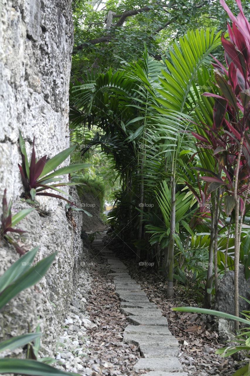 Coconut grove Florida pathway 