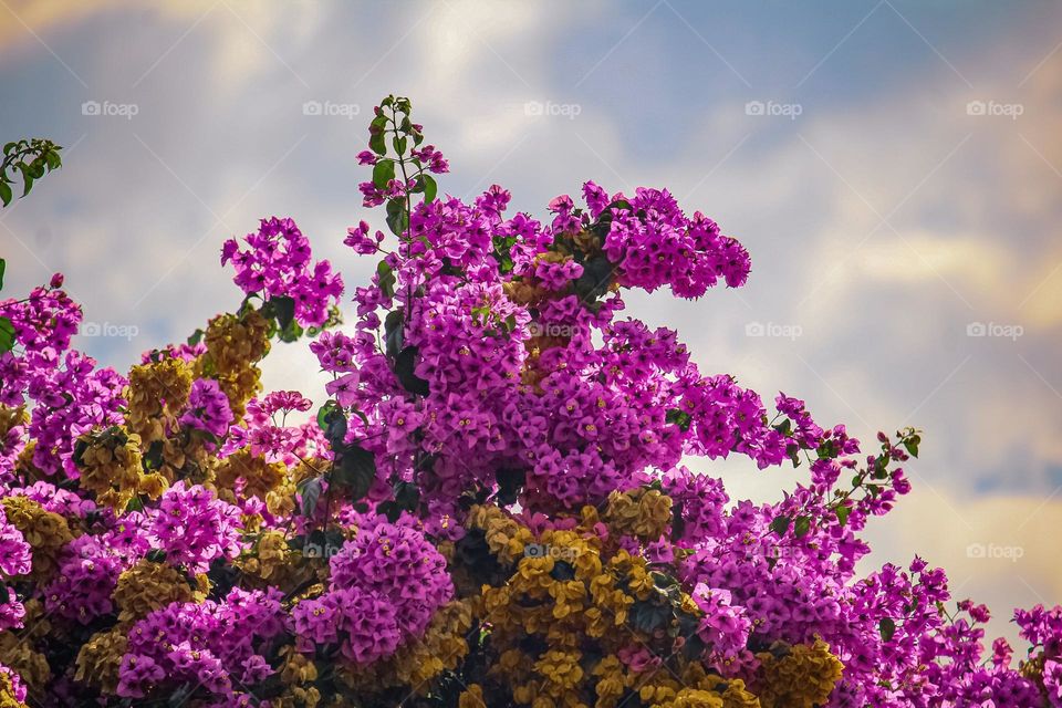 Tropical flowers