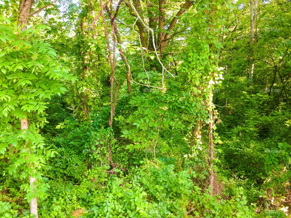 Some woods near our house.