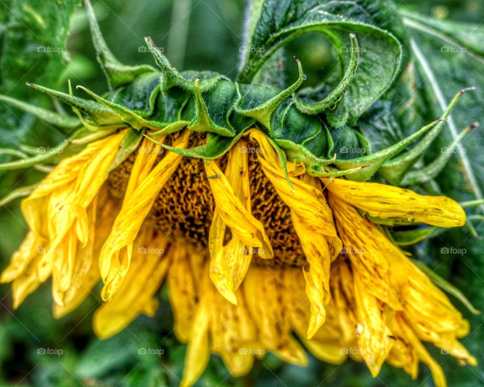 sunflower fading beauty