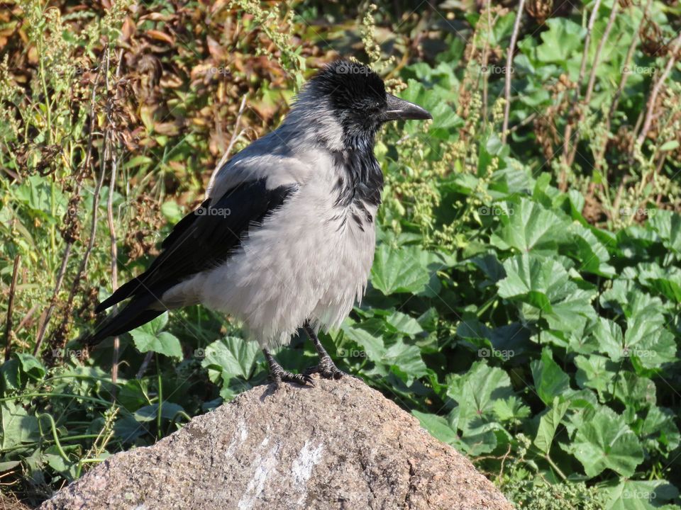 Crow on a stone