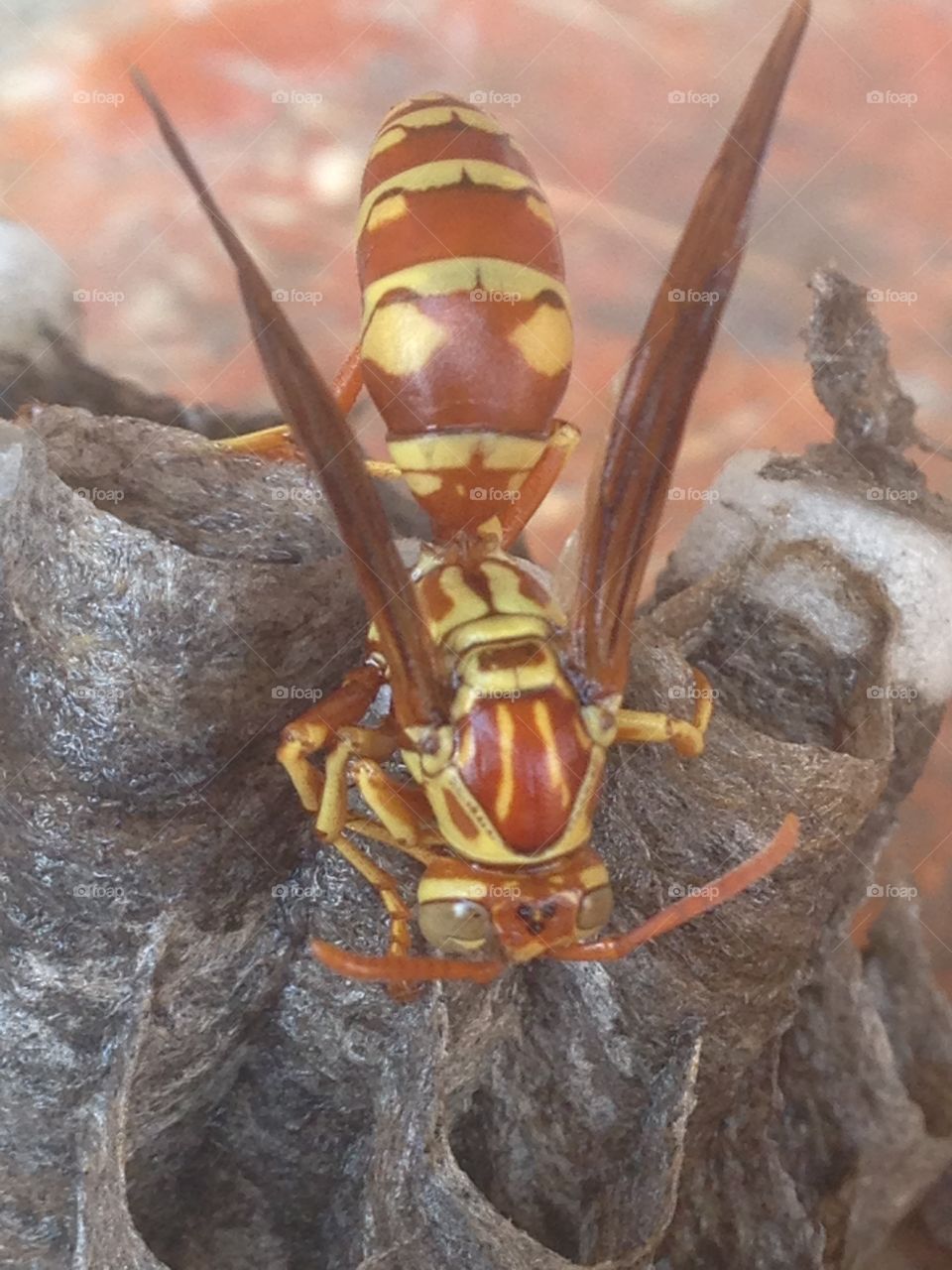 Up close and personal. Yellow jacket up close