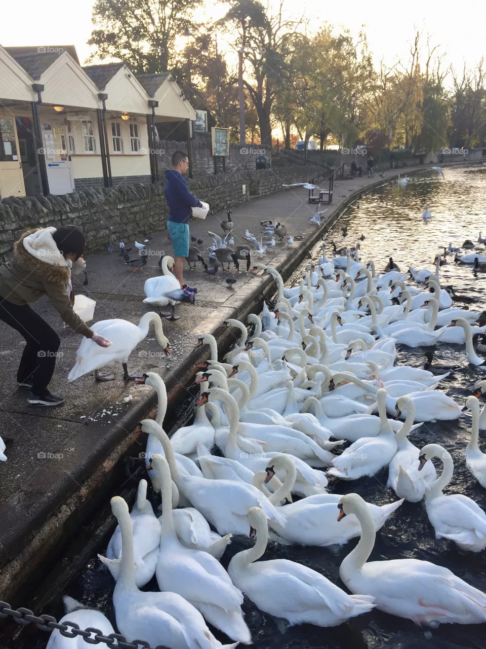 Swans 