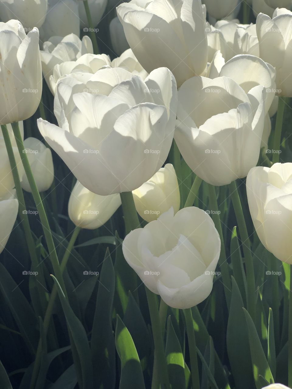 White Tulips in Istanbul