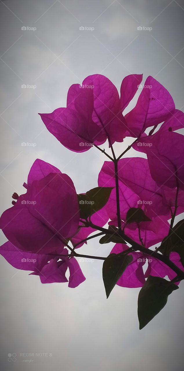 What screams summer more perfectly than a good bunch of magenta Bougainvillias? Captured under the Indian summer. A common plant found in Indian households.