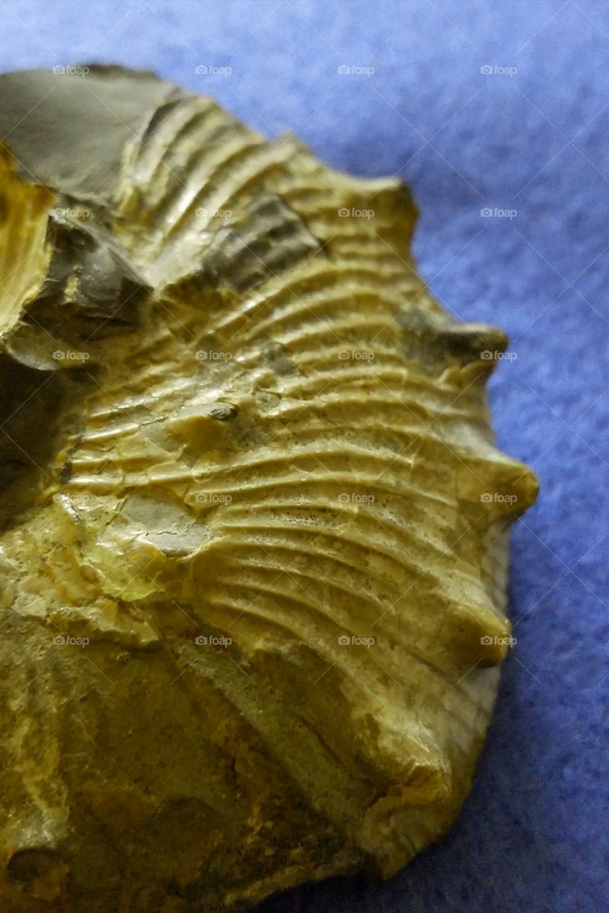 Closee-up of seashell fossil