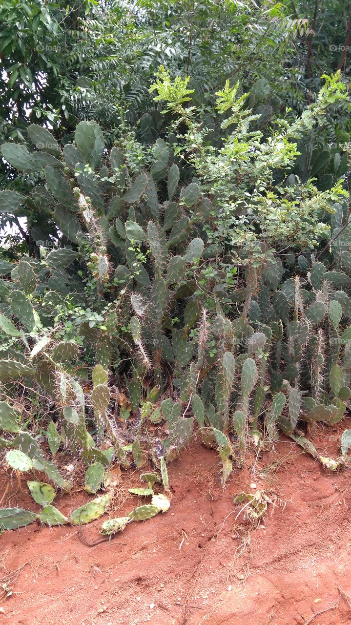View of cactus plant