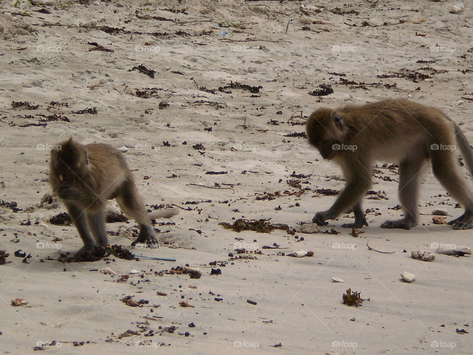 Monkey, Primate, Mammal, Wildlife, Baboon