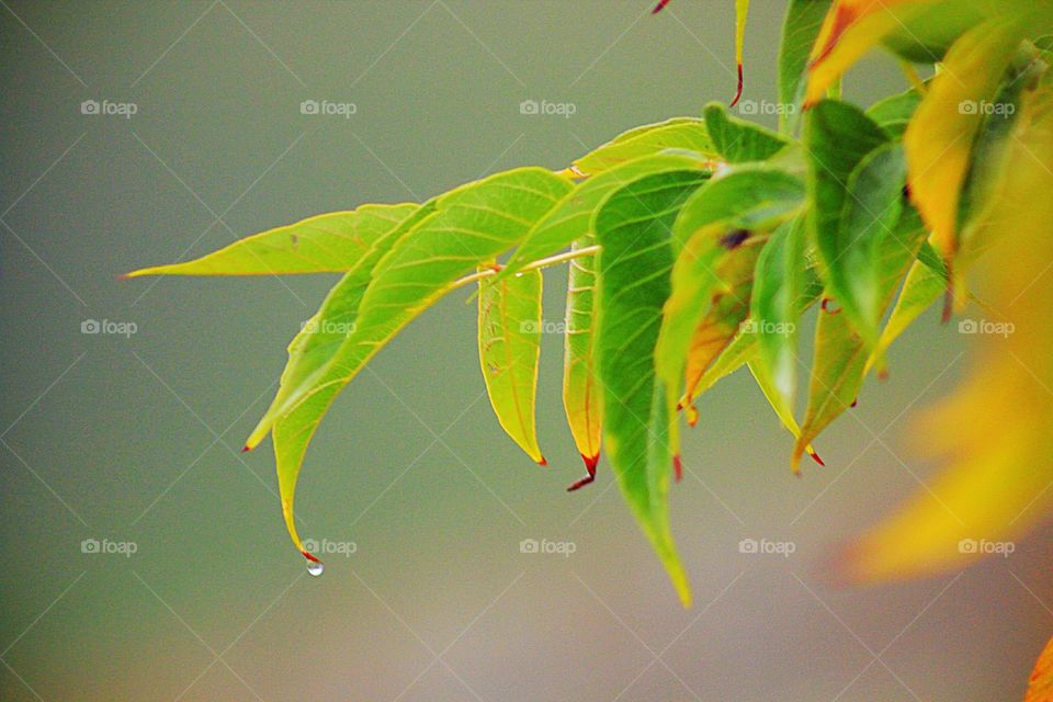 Captured in the spirit of macro photography with the focus only leaves in focus