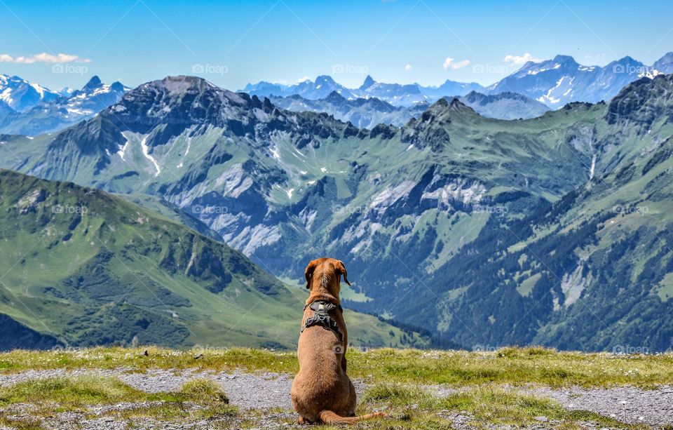 dog in mountain landscape, swiss alps.