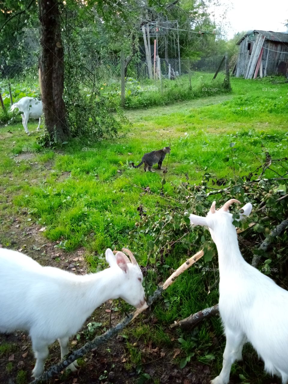 козы