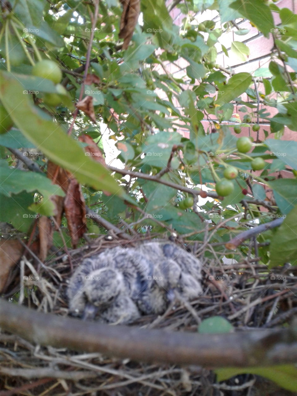 new born baby dove