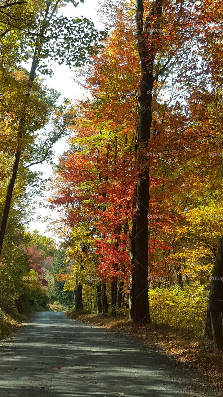 Fall, Leaf, Wood, Nature, Tree