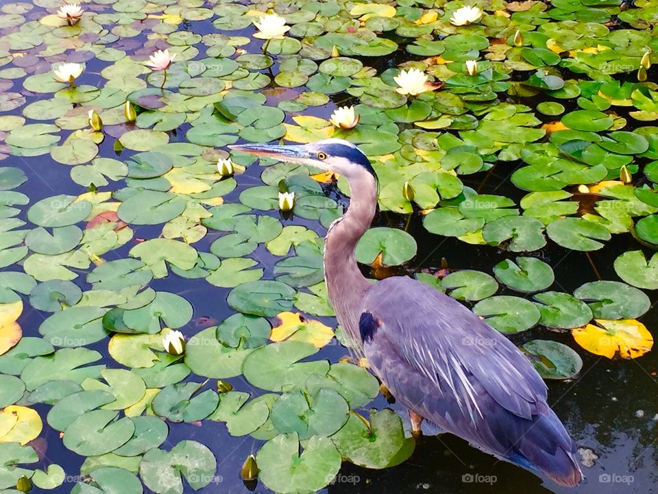 Crane in pond