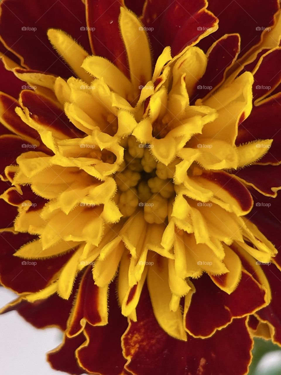 Close up, Macro, Flower