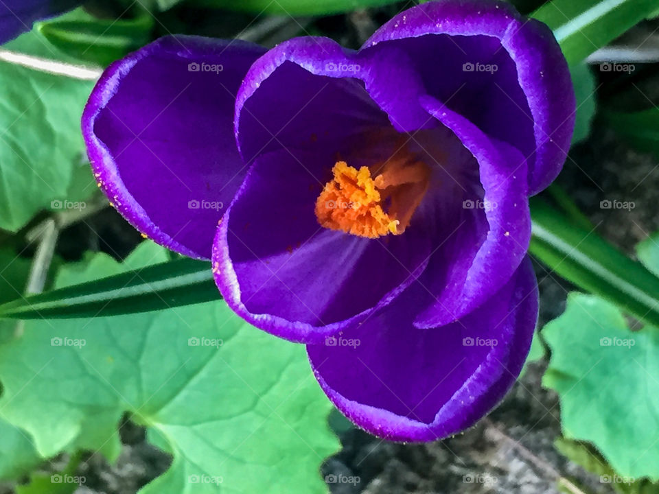 Purple Crocus flower. 