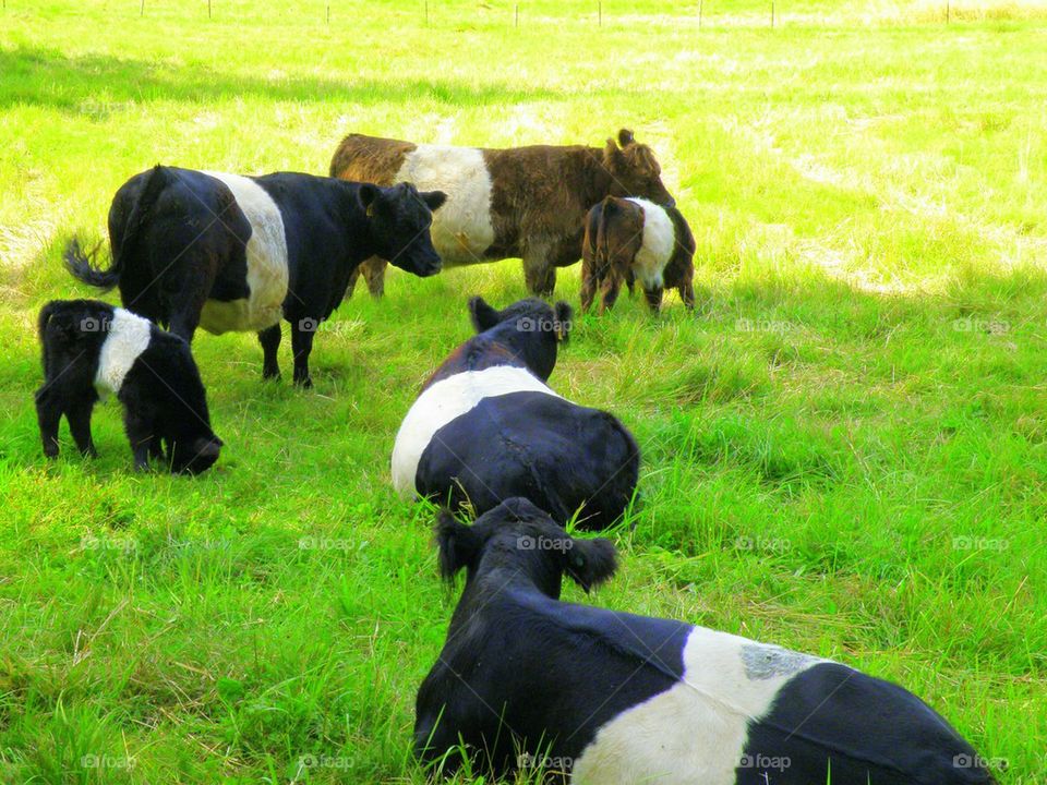 Barrel Cows. Unique markings on this very special cow. Also referred to as Oreo Cow, like the Oreo cookie
