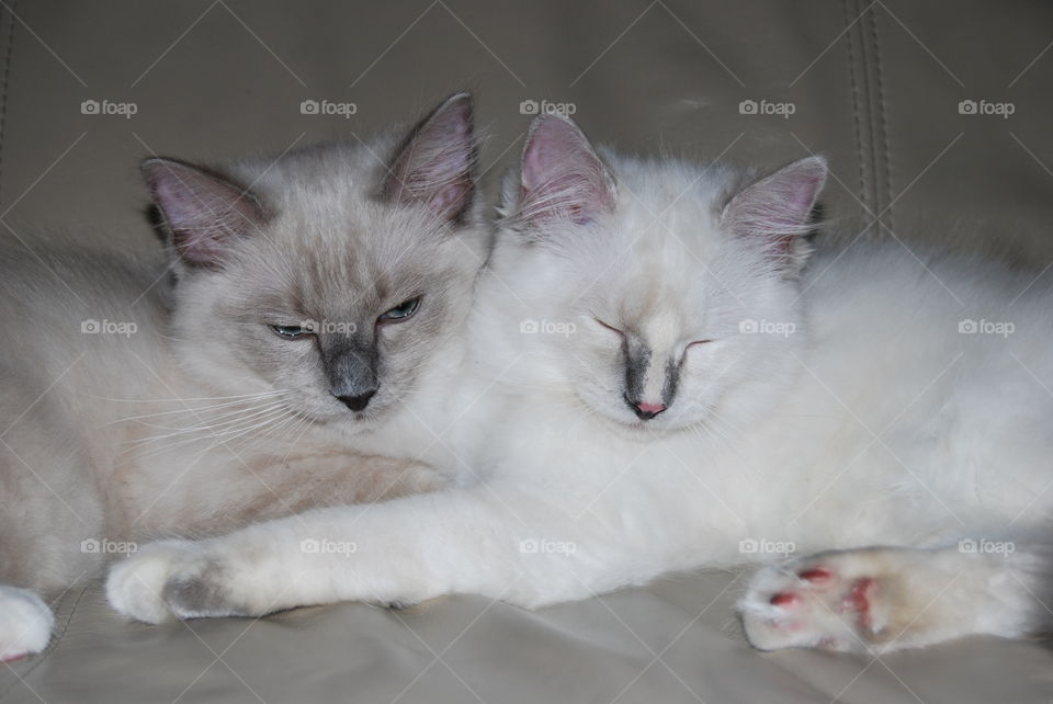 Ragdoll cats