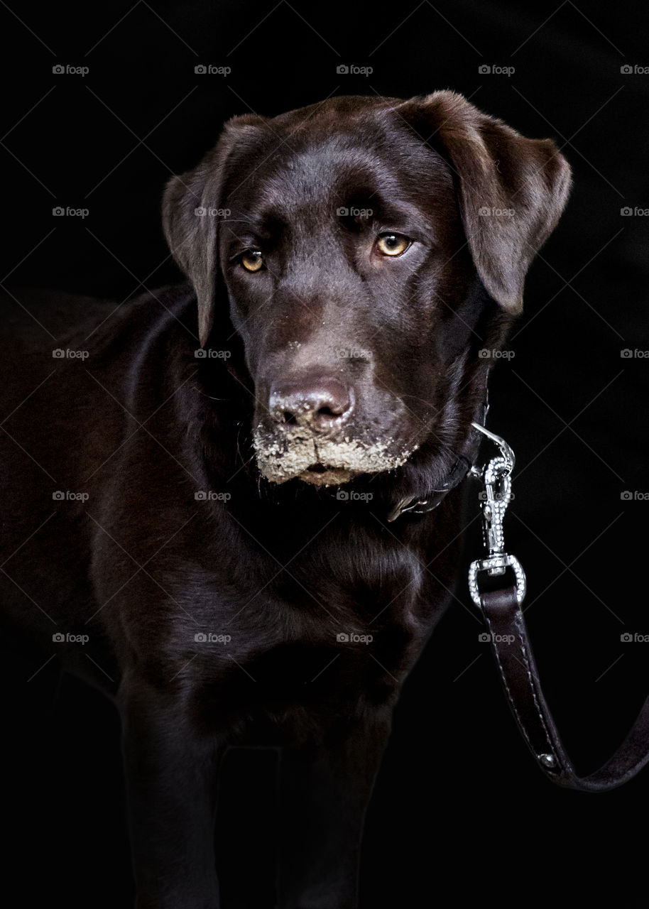 Brown beautiful Labrador retriever looking pretty serious in the black studio