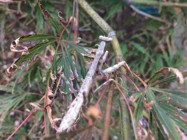 Praying mantis 