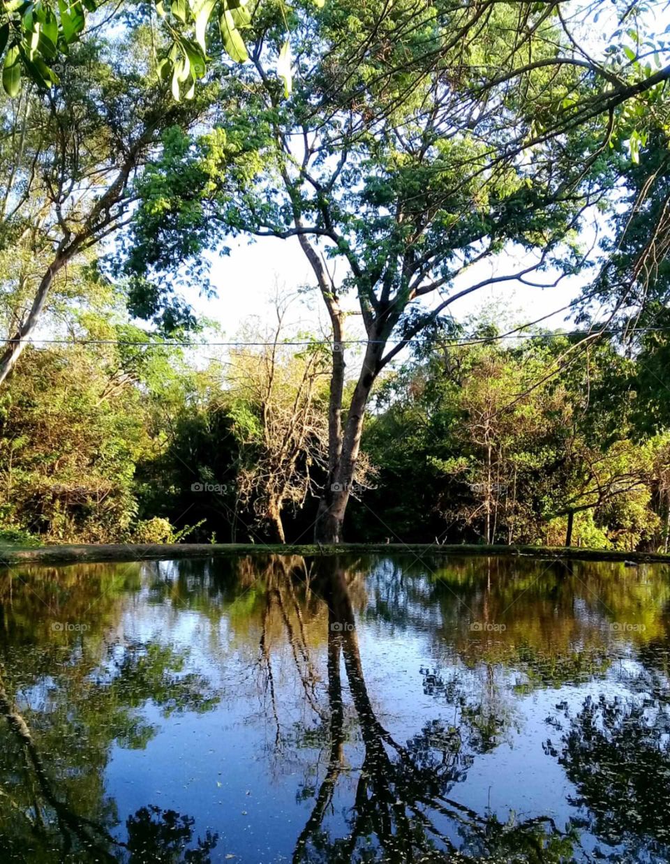 🇧🇷 O reflexo das árvores no lago, em meio à beleza da natureza (cidade de Mogi-Mirim, SP, Brasil) / 🇺🇸 The reflection of trees in the lake, amidst the beauty of nature (Mogi-Mirim, SP, Brazil)