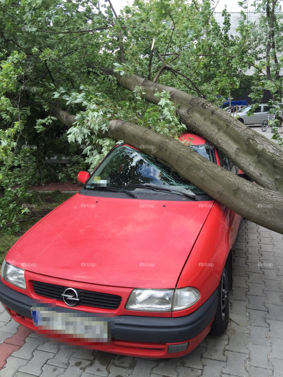 Tree Crushed The Car