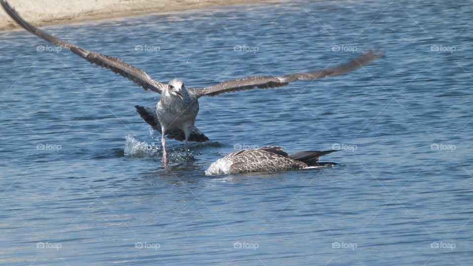 Seagull