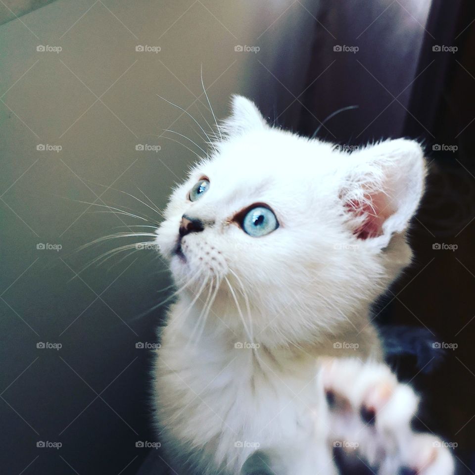 Curious little kitten
