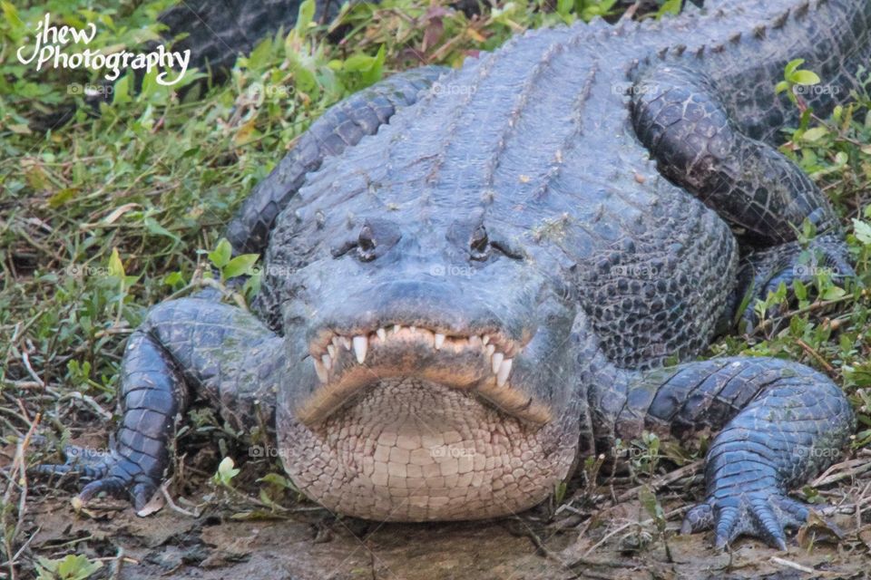 Florida Alligator