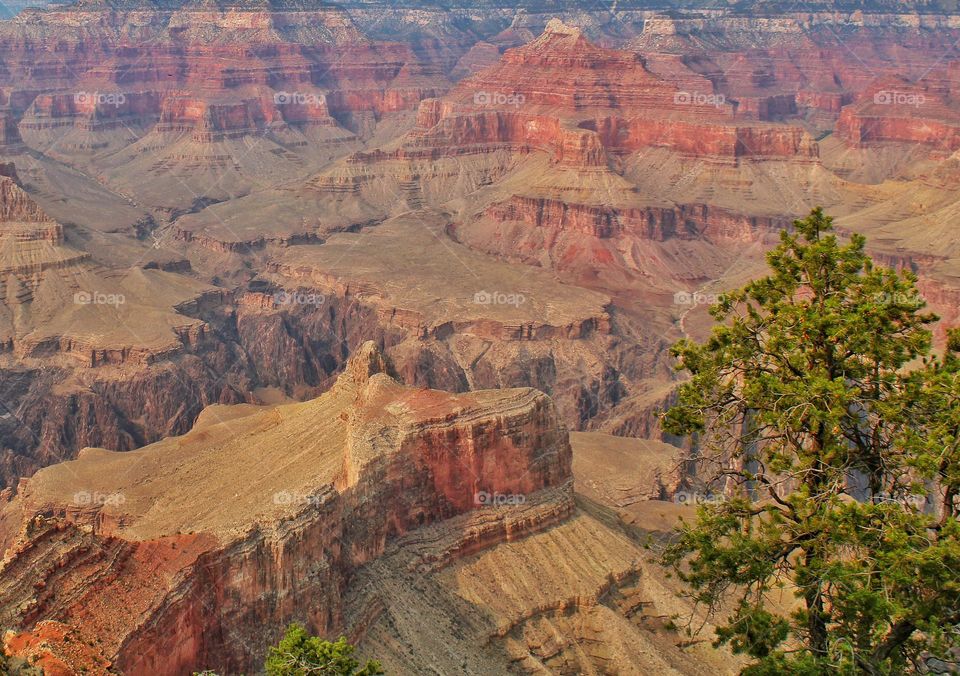 the Majestic Grand Canyon