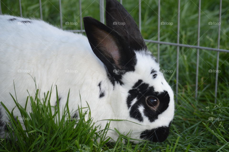 Animals having a hay day