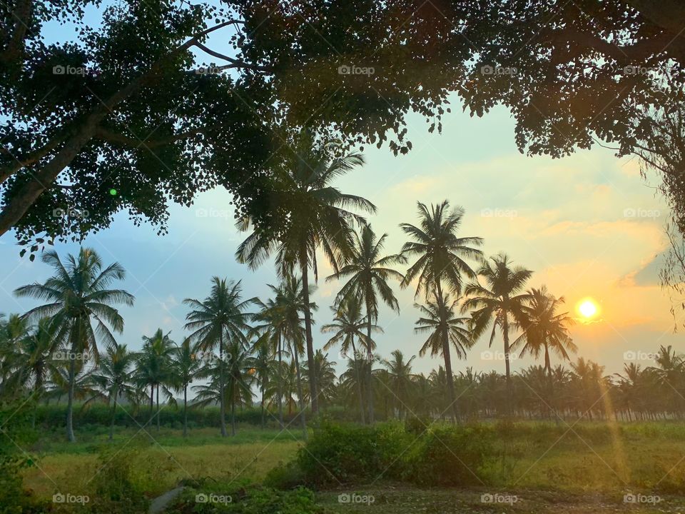 Coconut trees at sunset 
