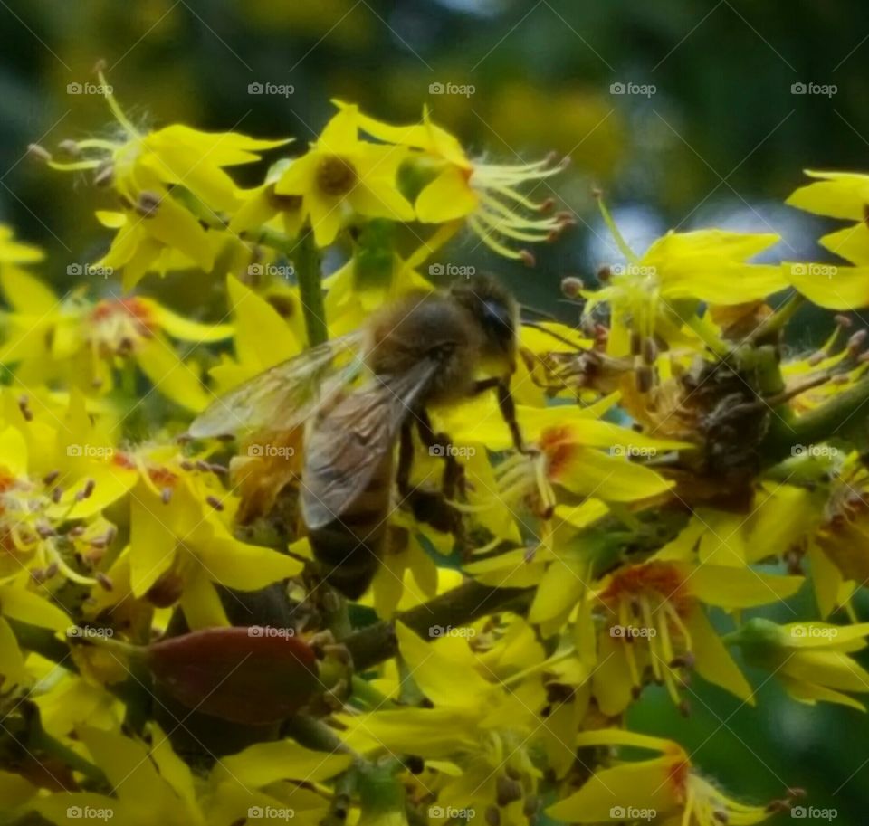 incredible bees