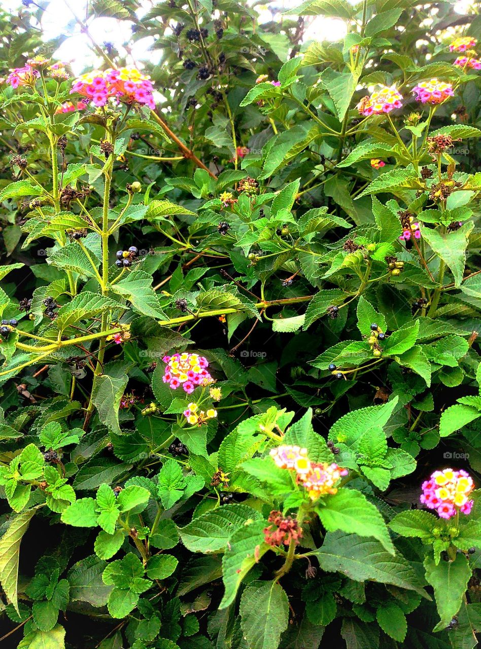 The flowers are wonderful