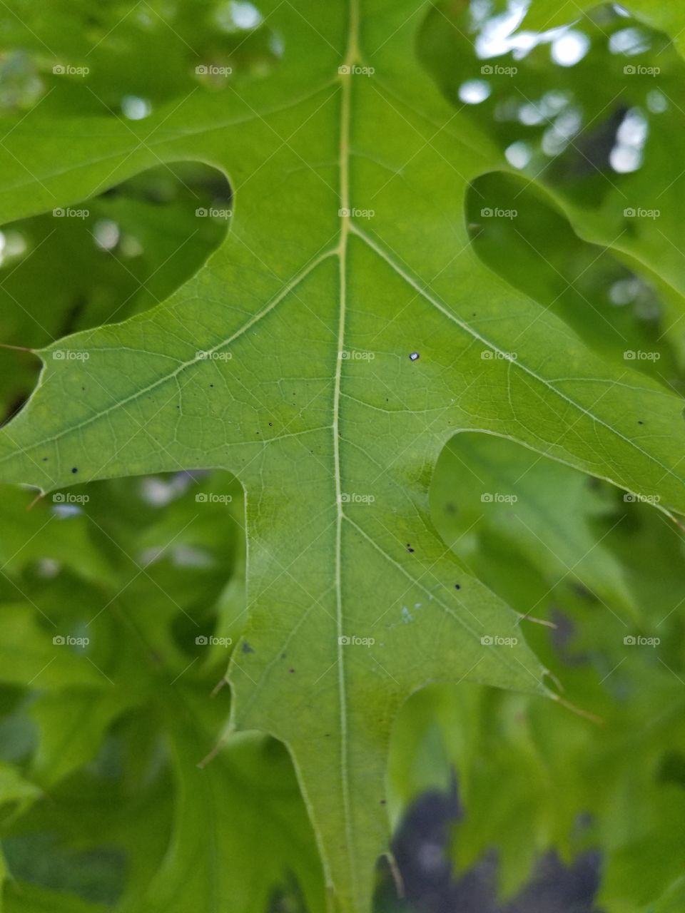 Close-up of a oak leaf