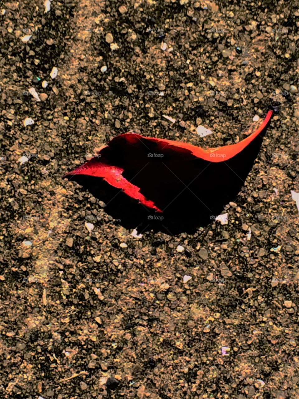 Leaf impersonating a bird