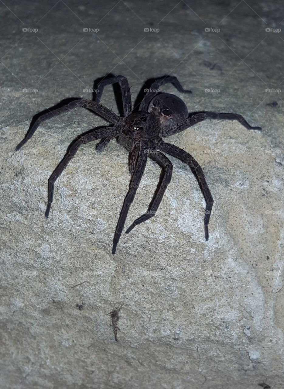 black spider