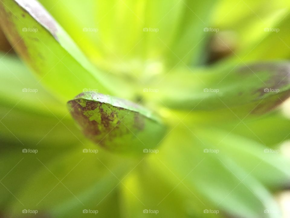 Macro of succulent 