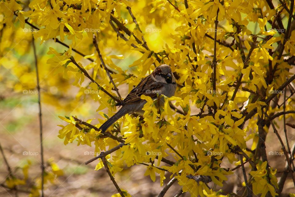 Sparrow at the yellow blooming