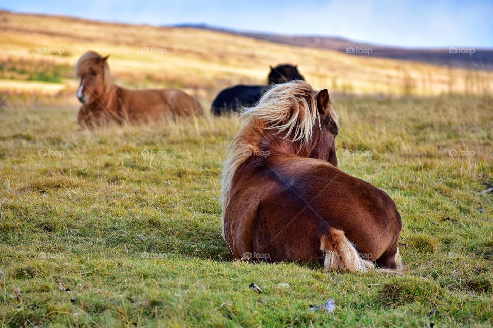 Icelandic horses in autumn fields in iceland