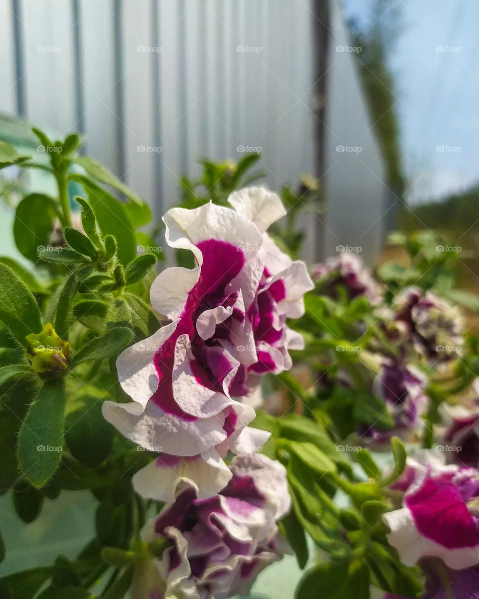 Flower Petunia Tumbelina Bella