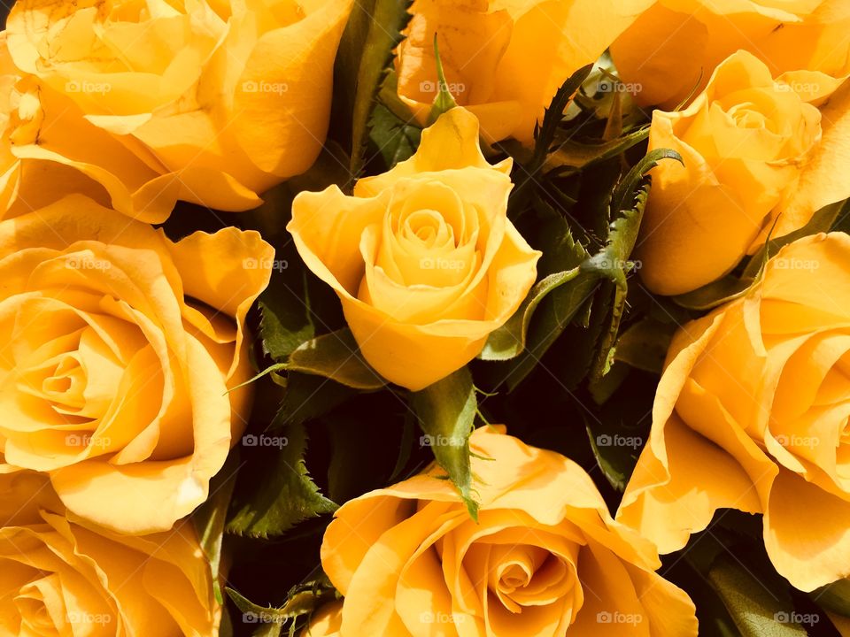 Yellow roses bouquet