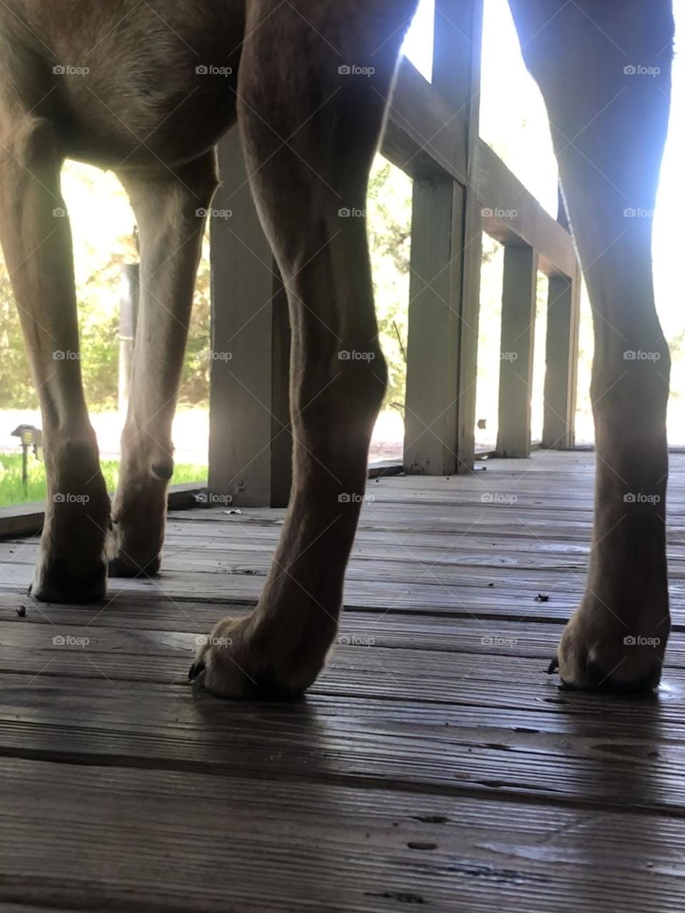 From the ground up - Penny’s very strong legs after being woken from a nap on the porch 🐾