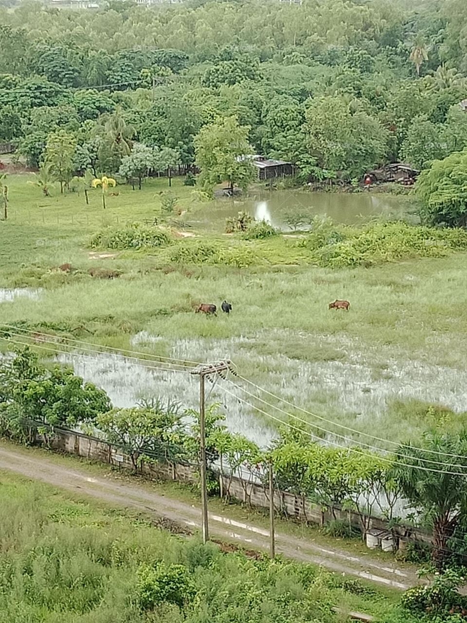 3 cows walking in the flooded farm after storm