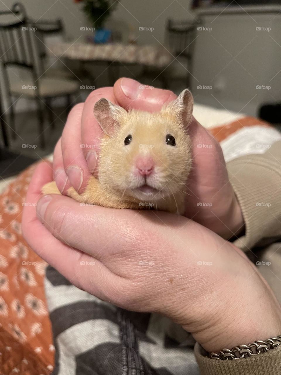 Cute hamster in man’s hands